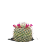 cactuses_1707509996854